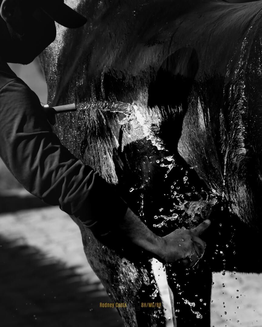 Haras Pedra Montada